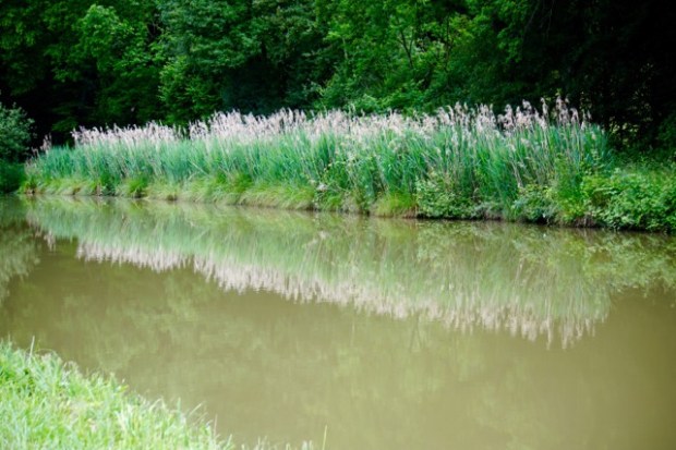 canal reeds