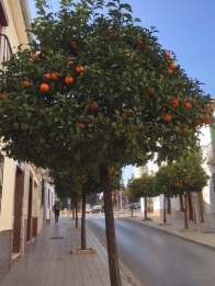Satsuma in Anteq